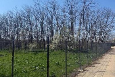 Teren de 800 mp, în Gruiu - 5