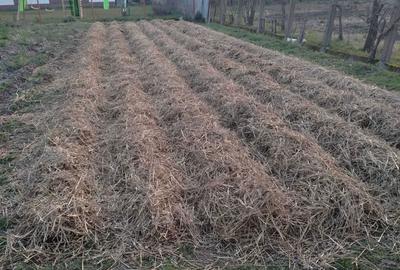 Casă cu 4 camere în Petid - 5