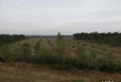 Casă cu 2 camere în Central - 1