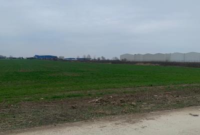 Teren Construcții extravilan de 7500 mp, în Afumați - 4