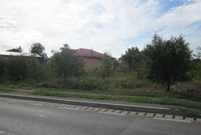 Domnesti Ciutaci-Zorelelor - 6