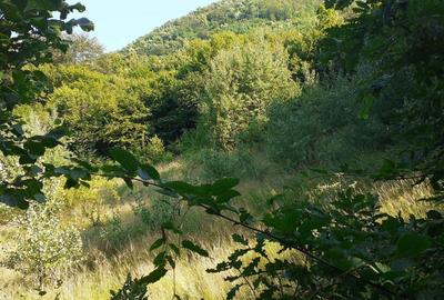 Roscani-Dobra-Teren Cabana-10km A1-Posibilitate Rate - 4