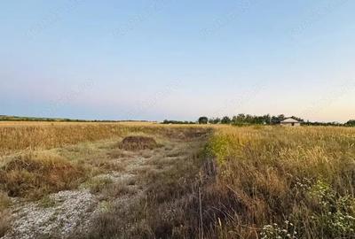 AV655 Teren-Balta 6.666mp, in Masloc-Alios, IDEAL INVESTITIE - 2