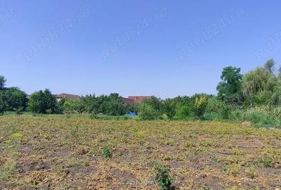 Teren 2800 mp-intravilan Lovrin-Centru de vanzare - 10