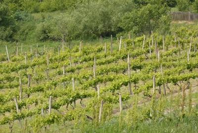 Casă cu 6 camere cu Teren 23000 Mp în Horodiștea - 6