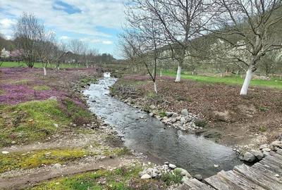 Teren de 14000 mp, în Gurahonț - 6