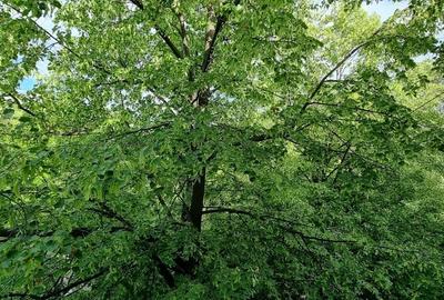 Garsonieră semidecomandată în Pajura - 6