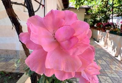 Casa spatioasa in Ovidiu - 17