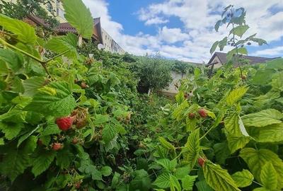Poveste saseasca la umbra vitei de vie, cu crama si gradina cu flori, Central Co - 20