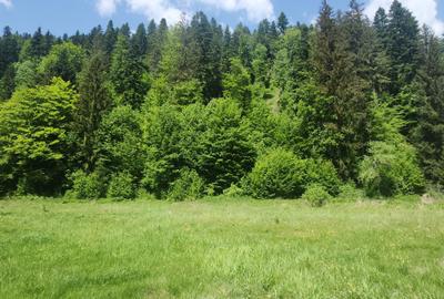 Teren de 3374 mp, în Mălini