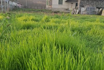 Casă cu 5 camere cu Teren 4443 Mp în Nicolae Bălcescu - 13