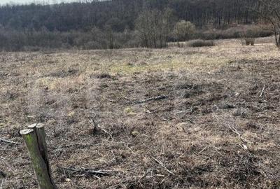 Spațiu comercial, în Paleu - 1