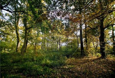 Domeniu Baronial de vanzare in localitatea CIL , Judet Arad - 2
