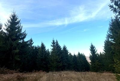 Vanzare 5,3 ha pasune deasupra Voronetului Suceava - Proiect Turistic - 25