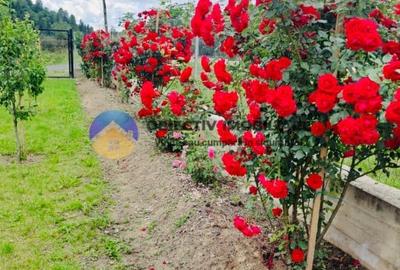 2 CASE de VANZARE in comuna GRINȚIEȘ – judetul NEAMȚ - 11