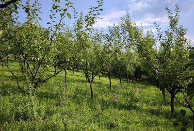 Casă cu 4 camere în Exterior Vest - 5