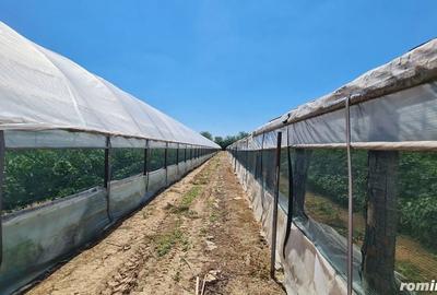 Spațiu comercial, de 11,000 mp, în Ulmi - 8
