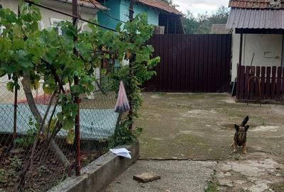 Casă cu 4 camere în Cohani - 7