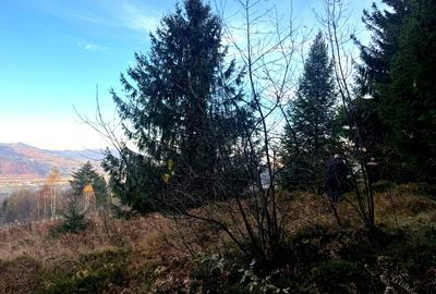 Vanzare 10 ha padure panoramica deasupra Voronetului Suceava - Proiect Turistic - 4