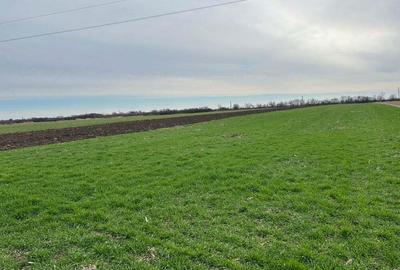 Vand parc.teren 7.800 mp(38x203),extravilan(posib.intravilan)la inrare in Zadareni - 8