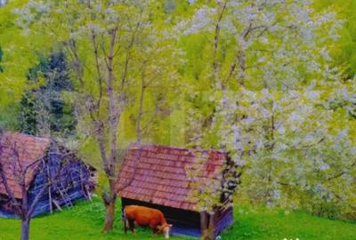 Teren de 25200 mp, în Bran - 2