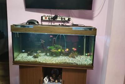 Casă individuală cu 2 camere cu Canalizare în Nufărul - 4