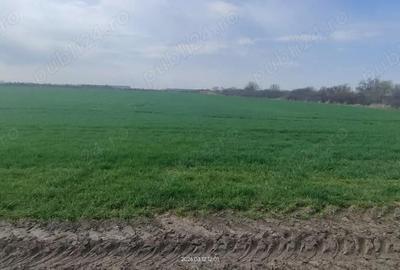 Teren de 15000 mp, în Aradului - 7