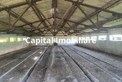 Teren 3.400 mp + 2 hale - Spațiu ideal pentru afacerea ta