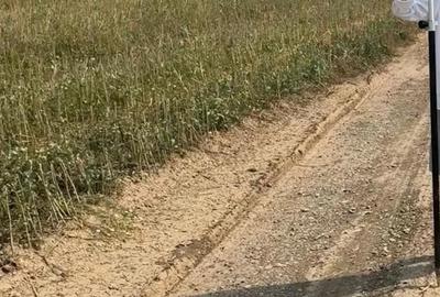 Teren de 500 mp, în Ciolpani - 1