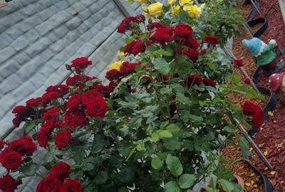 Casă cu 4 camere în Albești - 3