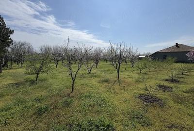 Casă cu 3 camere cu Teren 3000 Mp în Rasa - 6