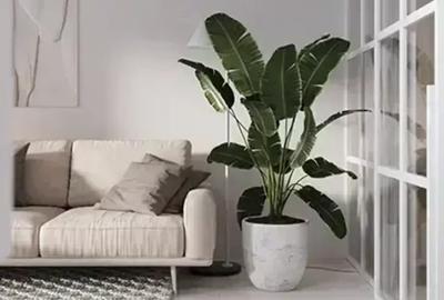 2 Camere | izolat fonic | Predare Decembrie - Theodor Pallady - 4