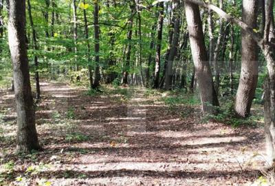 Teren de 3387 mp, în Făget - 7