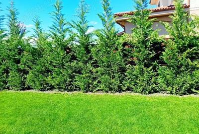 Sacalaz - casa de vanzare - 1