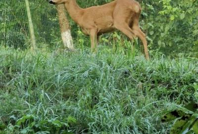 Casă cu 4 camere în Angofa - 1