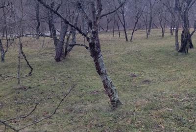 Teren de 2000 mp, în Ocina de Sus - 6