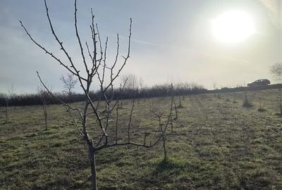 Teren de 8700 mp, în Ramna