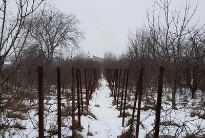 Teren de 2000 mp, în Domnești