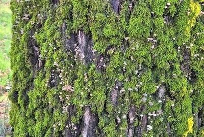 Casă cu 3 camere cu Teren 2000 Mp în Central - 15