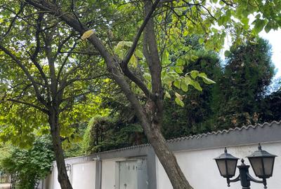 Iancu Nicolae vila 5 dormitoare gradina matura - 5