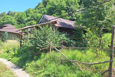 VANZARE ANSAMBLU CASUTE BRADULET ARGES - 20