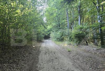 Teren la liziera padurii Faget - 6