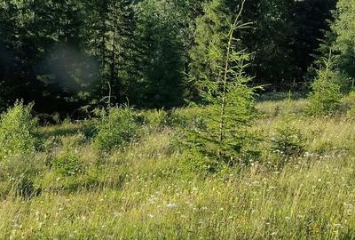 Teren de 25000 mp, în Șaru Dornei