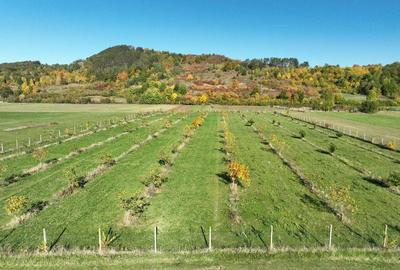 Teren intravilan de 13965 mp, în Aușeu - 11