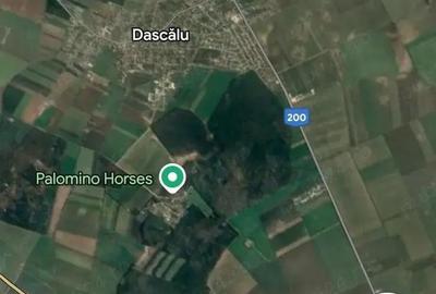 Teren de 6800 mp, în Dascălu