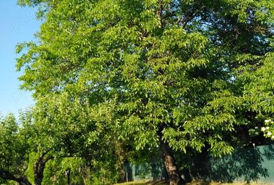 Casă cu Teren 2200 Mp în Moldovenești - 8