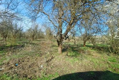 Teren de 6000 mp, în Lăpuș - 2