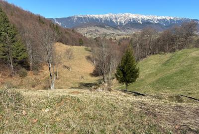 Teren 7000 mp Fundata la 15 km de  zona Bran-Moeciu - 5