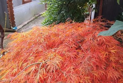 Casă cu 4 camere cu Teren 670 Mp în Moieciu - 3