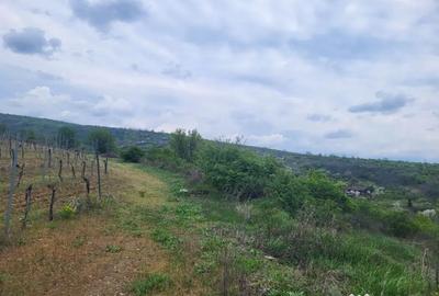 Teren de 3600 mp, în Ghioroc - 2